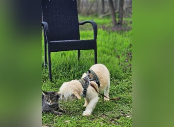 Hardi ist aufmerksam und neugierig
