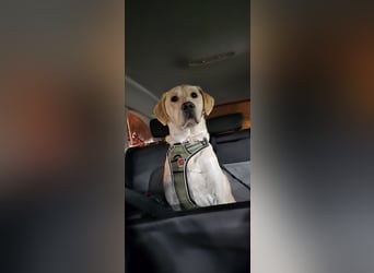 Nacho in 09618 Brand- Erbisdorf sucht sein Zuhause
