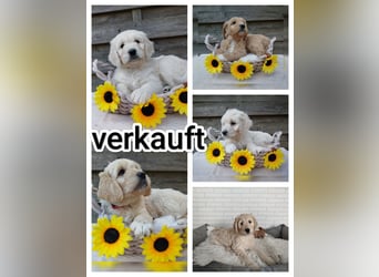 Goldendoodle Welpe F1
