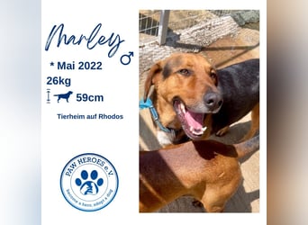 Junger Mischlingsrüde MARLEY (3 Jahre) sucht eine Familie