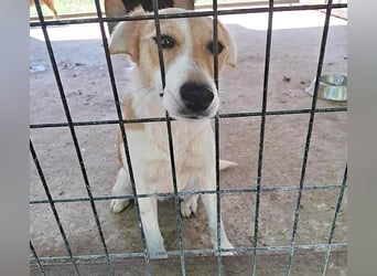 (R) ❤️ fröhliche kleine BLUNA - 2 Jahre, 35cm/7kg - Jack Russell-Mix