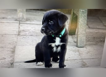 Australian Shepherd Labrador Welpen Aussiedor