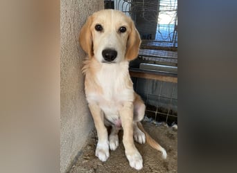 Gipsy, geb. ca. 04/2025, lebt in GRIECHENLAND, im städt. Tierheim Serres