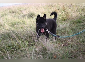 Eurasier - A. Malamute Nord-Hybrid Welpe:  Hündin, Name: Akota