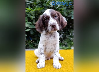 English setter Rüde Welpe