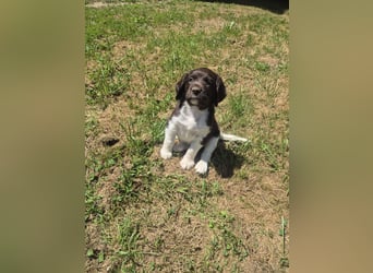 Kleine Münsterländer Welpen