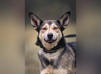 Dea, ca. 2 Jahre, 50 cm, wünscht sich ein aktives Hundeleben