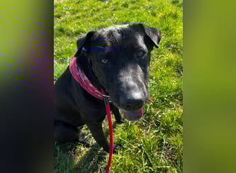 FRIDA ❤️ gemütlicher Labrador Shar-Pei Dame, Pflegefamilie Köln