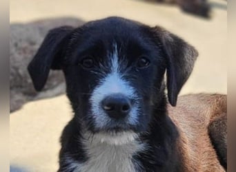 Jungrüde ♥ Xavi ♥ unser kleiner Herzöffner