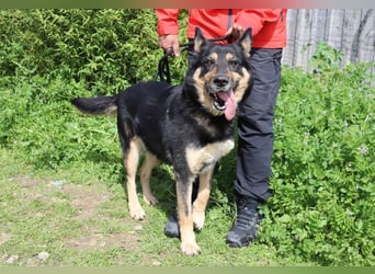 Nana, Mix Schäferhund / Collie, lieb und sozial