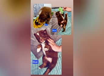Australian Shepherd Welpen