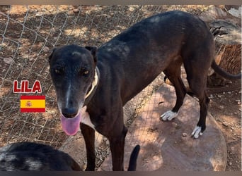 Lila,geb.03/22,anhängliches Galgo Mädel sucht ihre Familie