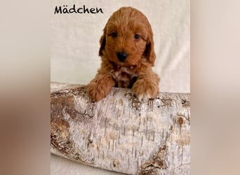 Cockerpoo / Cockapoo Welpen