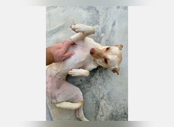 Jara(JA) schmusebedürftig und anhänglich
