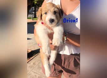 Orion1 geb. 05/2025 (ESP) - neugieriger Border-Collie-Mix Welpe!