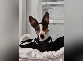 Reinrassiger Jack Russell Terrier
