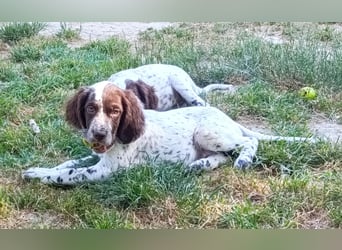 English setter Rüde Welpe