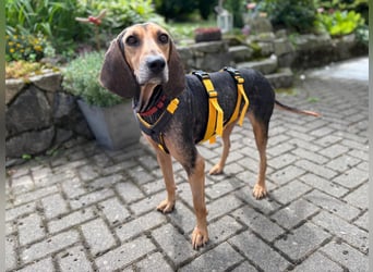 Jo:  Traumhund für Segugio-Freunde