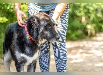 Jázmin, kaukasischer Schäferhund-Mix mit großem Herz, ca. 2,5 Jahre, ca. 69 cm, ca. 40 kg