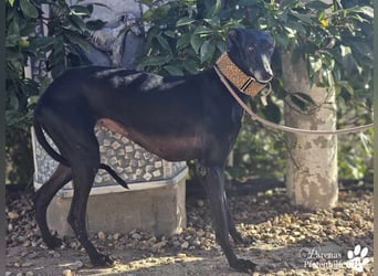 Zanora sucht ein liebevolles, geduldiges Zuhause