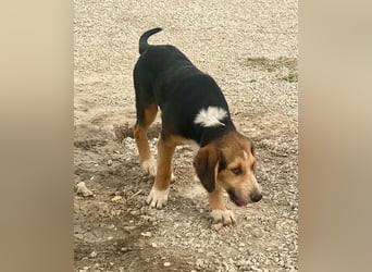 Leon, kleiner Herzensbrecher, 4 Monate, 42 cm, 17 kg