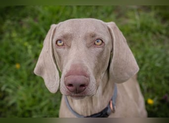 Weimaraner Hündin Melly