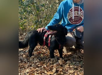 Cooper ❤️ Pflegefamilie 42109 Wuppertal