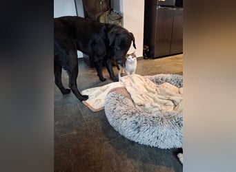 Tyson - der gutgelaunte Traumhund
