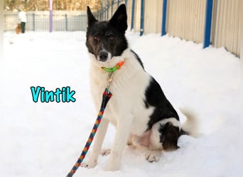 Vintik 08/2021 (RUS) - lebensfroher, intelligenter und sportlicher Rüde!