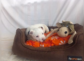 Mütze - welpentypisch lebhafter Französische Bulldoge Mix Rüde / z.Zt. noch in Rumänien
