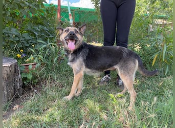 Norka - diesen Hund sollte man kennenlernen