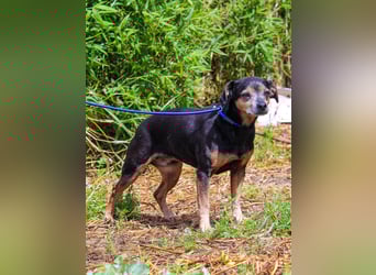 Fiona, Mix Pinscher / Chihuahua, lieb und verträglich