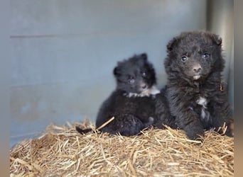 LENZI❤️unser kroat. Schäferhund-Mix-Rüde ist ein wahrer Sonnenschein!