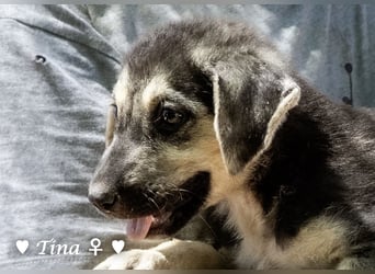 Teddy und seine Geschwister suchen ab September ein Zuhause