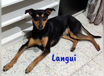 Langui 02/2024 (ESP Pflegestelle) - kinderlieber, verschmuster, witziger und kluger Bodeguero!