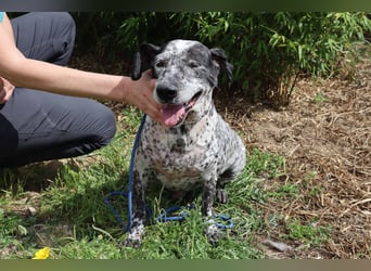 Zauro, Mix Bobtail / Briard / Cattle Dog, lieb und sozial