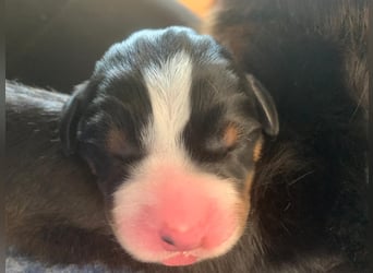 Wunderschöne Swissydog-Welpen mit Papieren - THERAPIEBEGLEITHUNDGEEIGNET