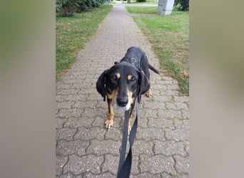 Belinda auf Pflegestelle in 41363 Jüchen