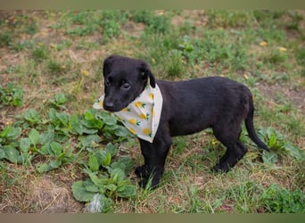 Chip 269791: Hundekind sucht ein Zuhause