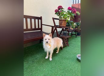 Loretta SR – Unkomplizierte Dame sucht ihr Zuhause