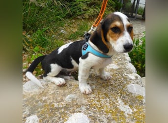 Gizmo sucht ein Zuhause
