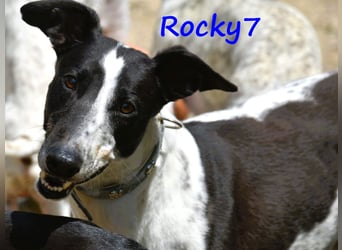 Rocky7 02/2023 (ESP) - sozialer, freundlicher und verschmuster Galgo!