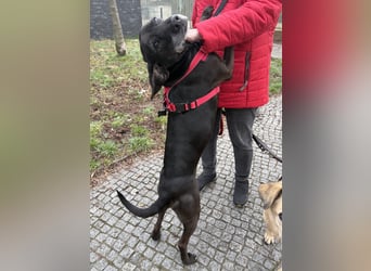 Marley - kinderlieb und menschenbezogen - BEREITS IN DEUTSCHLAND