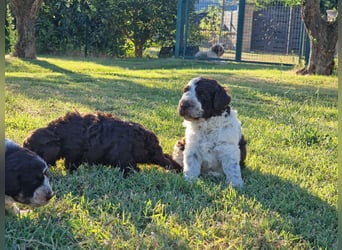 Lagotto con pedigre export