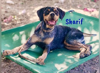 Sharif 05/2024 (ESP Pflegestelle) - sportlicher, hübscher und verschmuster Bracken-Mix Junghund!