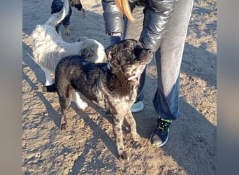 Zecco- ein Wundervoller Hundejunge sucht ein Zuhause