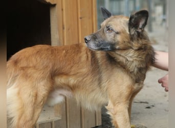 STEVE, Rüde, 9 Jahre, 53cm, Mischling, Tierschutz