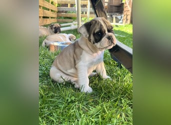Zuckersüße Freiatmige Bulldoggenwelpen