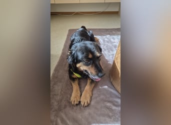 Zuhause gesucht für Chiko – sensibler Schatz mit großem Herz