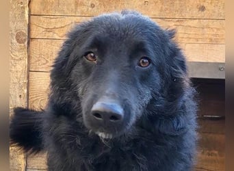LENZI❤️unser kroat. Schäferhund-Mix-Rüde ist ein wahrer Sonnenschein!